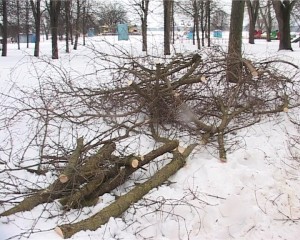 На территории города идет обрезка деревьев