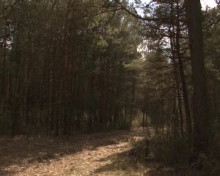 Запрет на посещение лесов снят на всей территории Беларуси