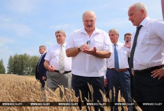 Лукашенко требует усилить технологическую и кадровую дисциплину во время уборочной