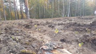 В Листопадовичах высадили лес в честь 100-летия ВЛКСМ