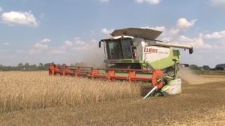 В Беларуси намолотили более 4,6 млн тонн зерна
