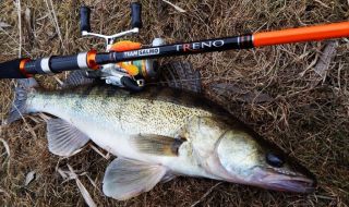 Запрет на лов судака