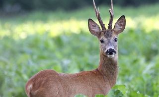 В Беларуси открывается охота на косулю