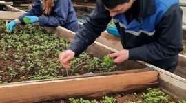 В этом году солигорские улицы украсят 20 тысяч цветов