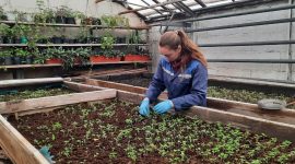 В этом году солигорские улицы украсят 20 тысяч цветов