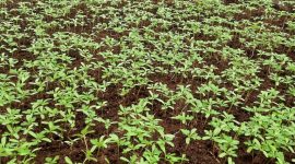 В этом году солигорские улицы украсят 20 тысяч цветов