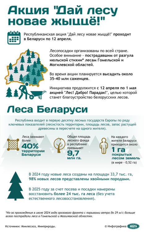 Более 23 млн сеянцев и саженцев высадили за время проведения акции "Дай лесу новае жыццё!"
