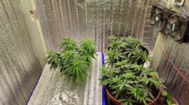 У солигорчанина дома обнаружили "гроубоксы" с коноплей. Возбуждено уголовное дело