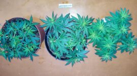 У солигорчанина дома обнаружили "гроубоксы" с коноплей. Возбуждено уголовное дело