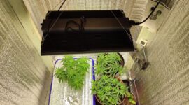 У солигорчанина дома обнаружили "гроубоксы" с коноплей. Возбуждено уголовное дело