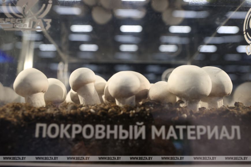 Почему обязательно стоит побывать на "Белагро-2025"?