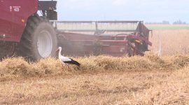 Экзамен на прочность сдают все. В Солигорском районе продолжается уборочная кампания