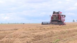 Экзамен на прочность сдают все. В Солигорском районе продолжается уборочная кампания