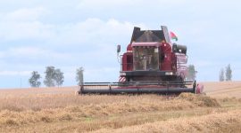 Экзамен на прочность сдают все. В Солигорском районе продолжается уборочная кампания
