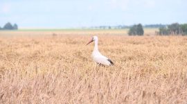 Экзамен на прочность сдают все. В Солигорском районе продолжается уборочная кампания