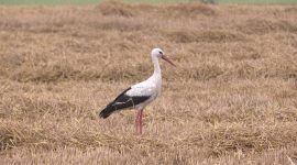 Экзамен на прочность сдают все. В Солигорском районе продолжается уборочная кампания