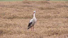 Экзамен на прочность сдают все. В Солигорском районе продолжается уборочная кампания