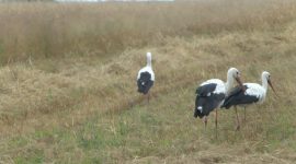 Молодежный экипаж Александра Деревянко и Ивана Кукреша: зарплата в летний сезон стоит того, чтобы напряженно поработать