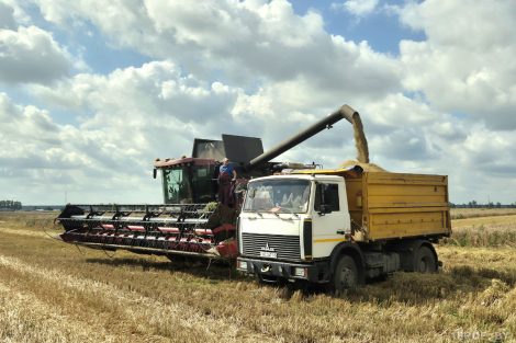 Достойный вклад в хлебный каравай Минщины. Солигорские аграрии продолжают трудится на уборочной