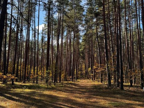 Белорусы могут пожаловаться на свалки в лесах и рассказать о нарушениях. В Минлесхозе заработала горячая телефонная линия