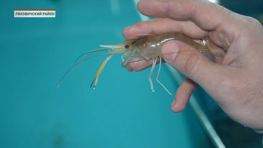Экскурсии на единственную в Беларуси экоферму по выращиванию креветок планируют организовать с сентября