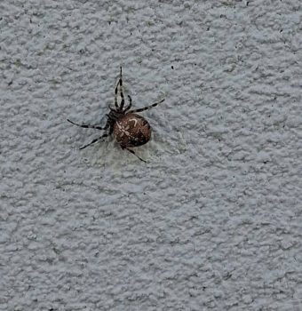 «Это ядовитый паук?». Солигорчане обратились в редакцию СТК с вопросом. Поясняем