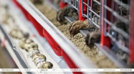 Тренды птицеводства. Лукашенко собрал в Солигорске совещание по развитию отрасли