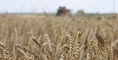 Зерновые и зернобобовые культуры с кукурузой в Беларуси убраны с 94% площадей