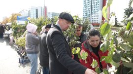 Осенняя региональная ярмарка в Солигорске: большой выбор овощей и саженцев