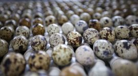 Тренды птицеводства. Лукашенко собрал в Солигорске совещание по развитию отрасли