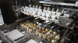 Тренды птицеводства. Лукашенко собрал в Солигорске совещание по развитию отрасли