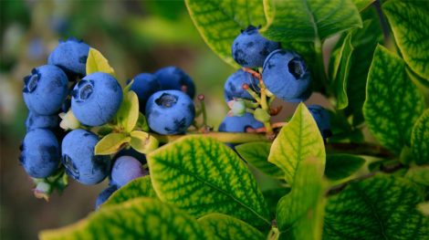 Белорусскую голубику планируют массово выращивать в России