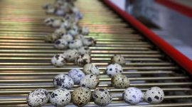 Тренды птицеводства. Лукашенко собрал в Солигорске совещание по развитию отрасли