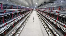 Тренды птицеводства. Лукашенко собрал в Солигорске совещание по развитию отрасли