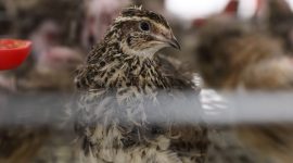 Тренды птицеводства. Лукашенко собрал в Солигорске совещание по развитию отрасли