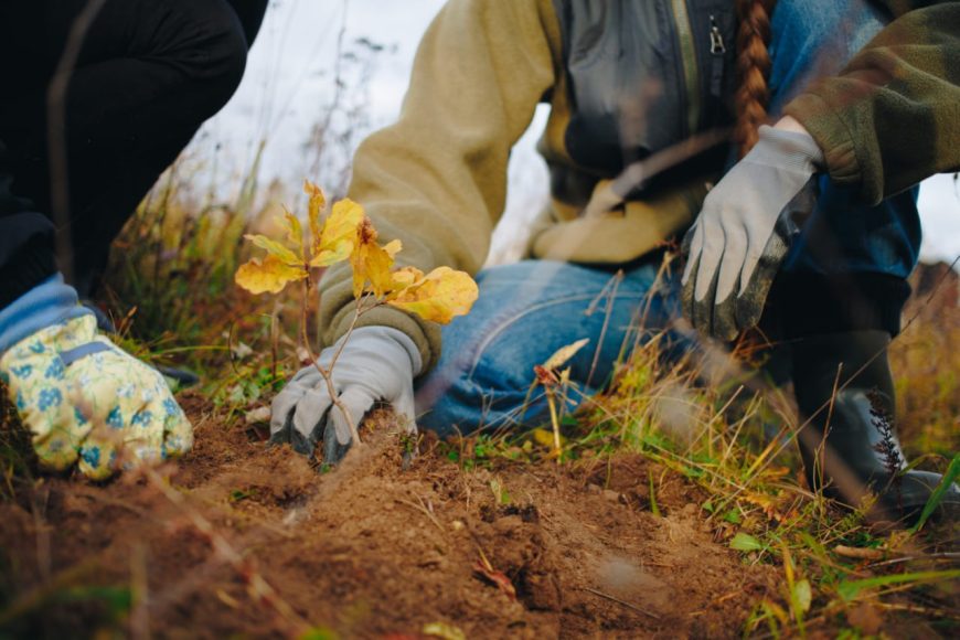 Более 3,5 тыс. деревьев высадят организации ЖКХ в осенний период