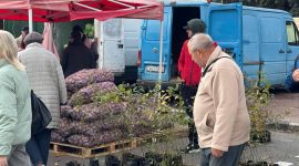 Осенняя региональная ярмарка в Солигорске: большой выбор овощей и саженцев