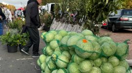 Осенняя региональная ярмарка в Солигорске: большой выбор овощей и саженцев