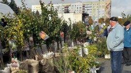 Осенняя региональная ярмарка в Солигорске: большой выбор овощей и саженцев