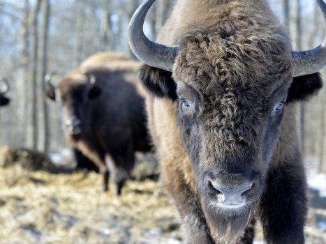 Беларусь занимает третье место в мире по количеству зубров. Кто на первом?