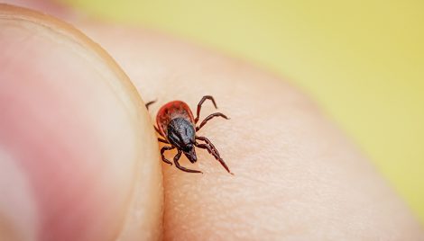 В Беларуси заболеваемость Лайм-боррелиозом возросла в 1,2 раза