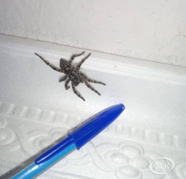 Южнорусский тарантул в Вейно. Из-за аномальной жары и изменений климата в Солигорском районе пауков стали фиксировать чаще