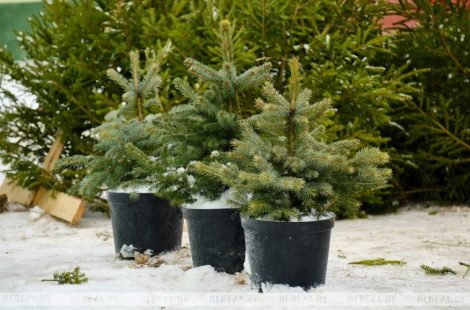 Новогоднее настроение: сколько будут стоить живые ёлочки, где их купить и когда начнут работу елочные базары