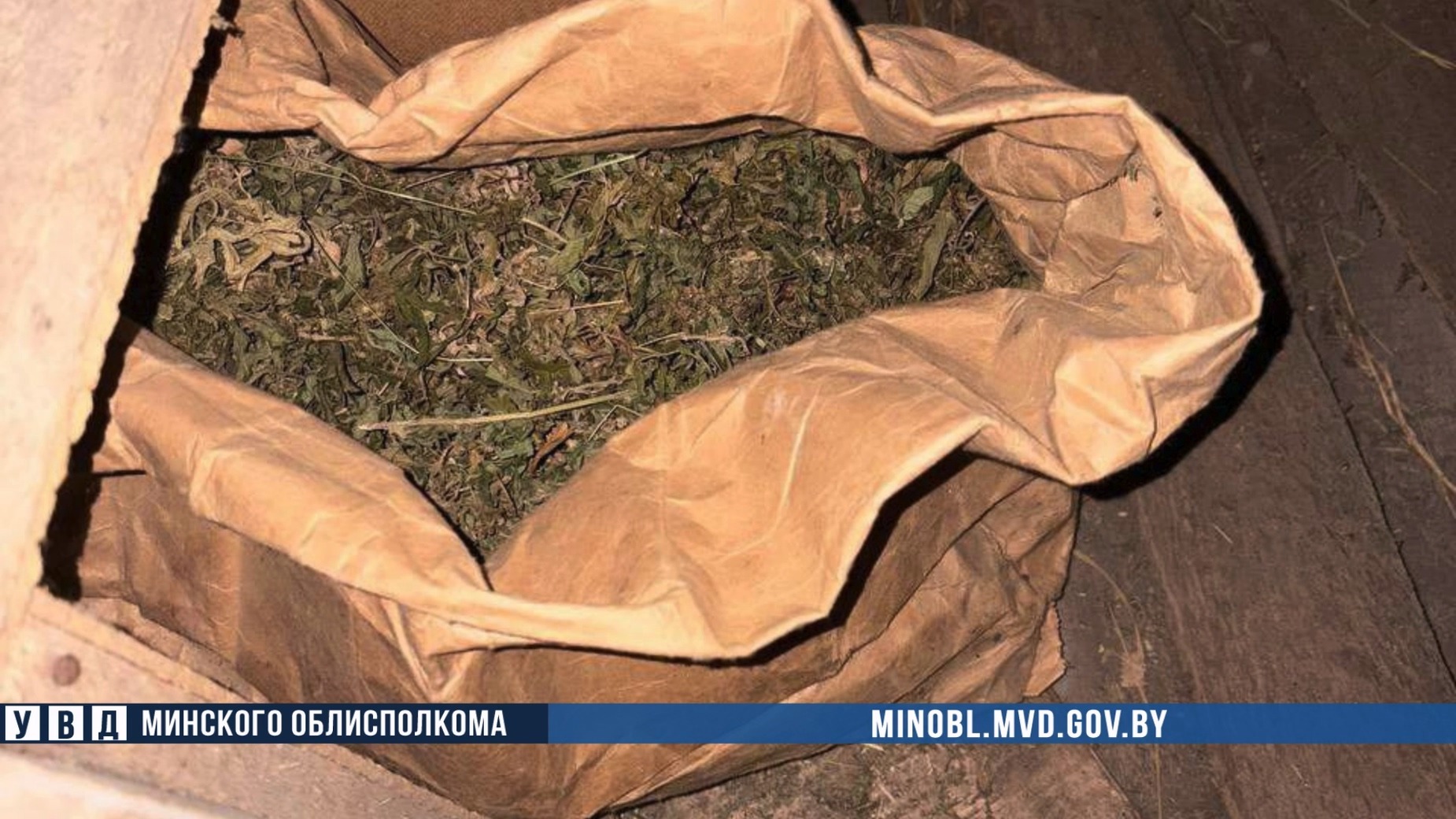 В Солигорском районе оперативники наркоконтроля изъяли партию марихуаны