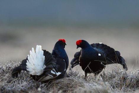 Весенний сезон охоты на глухаря и тетерева откроется в Беларуси с 20 марта