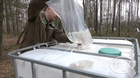 Как законно собирать берёзовый сок и за что можно получить штраф?