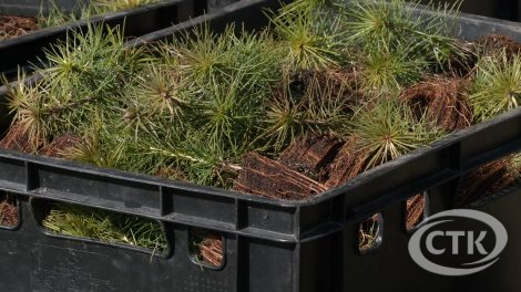 По инициативе депутатов солигорские школьники посадили 1,5 га леса