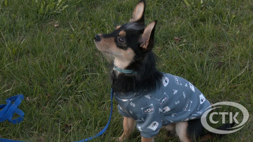 Солигорчанам напомнили о необходимости регистрировать собак и убирать за ними во время выгула