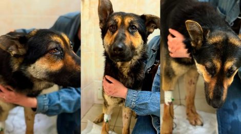 Двое живодеров хотели жестоко избавиться от собаки. Милиционеры немедленно выбыли на помощь