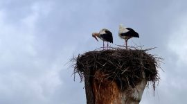 Как прошел республиканский субботник в агрогородке Долгое? Фоторепортаж